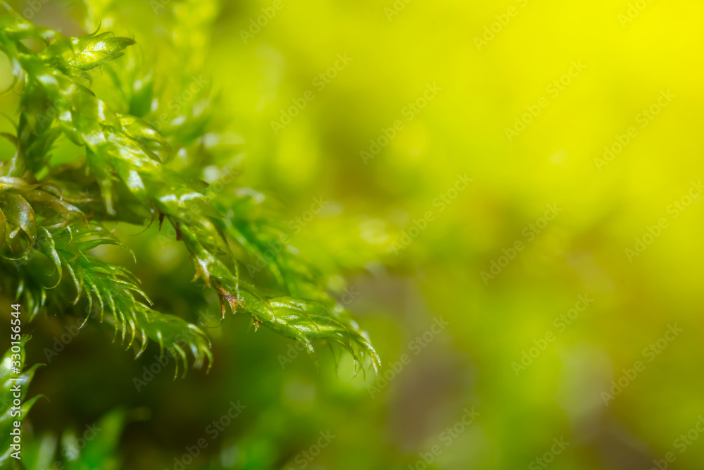 closeup macro green moss plant, good natural background
