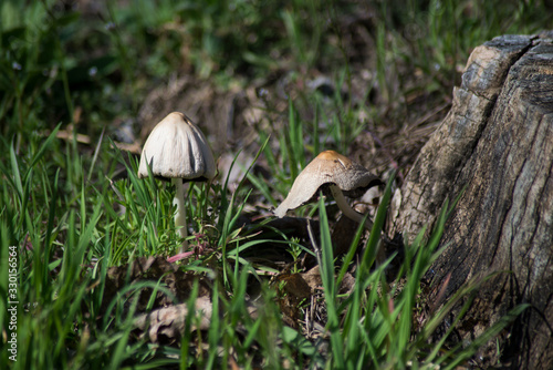 Closeup of white mushrooms near tree trunk in a meadow