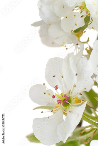 pear blossom background