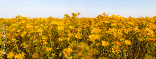 Fototapeta Naklejka Na Ścianę i Meble -  beautiful closeup yellow wild flowers wide scene