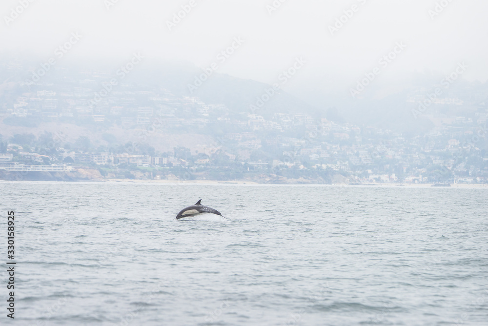 Fototapeta premium A common short-beaked dolphin leaping out of the ocean in front of the Los Angeles coast in Southern California