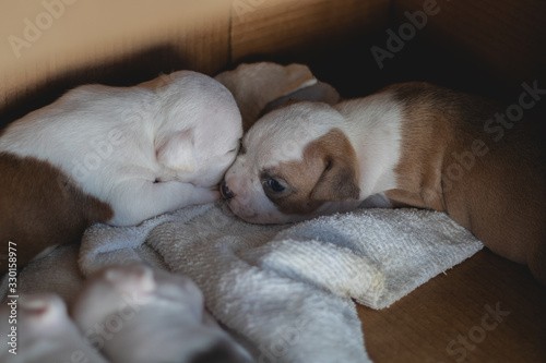 cute puppies with blue eyes and lots of sleep