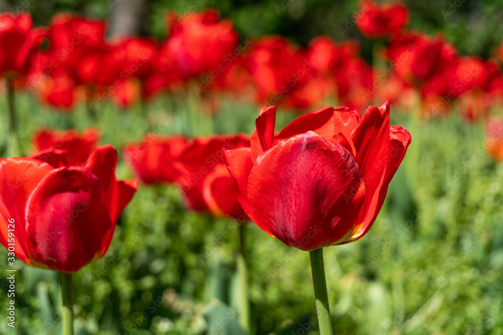 Obraz premium Red tulips in field spring