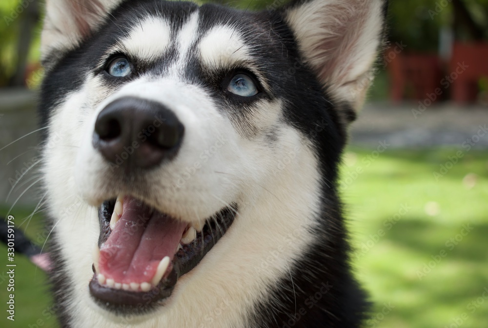 siberian husky