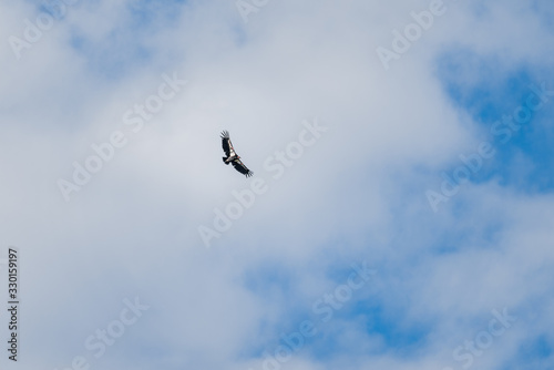 California Condor soaring against a cloudy blue sky