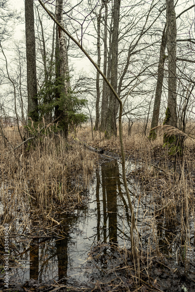 Fototapeta premium large tree trunks standing in the water on the lake shore