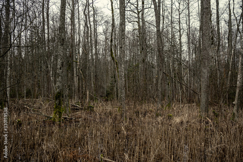 empty winter forest in winter with no snow and no tree leaves. park walkway