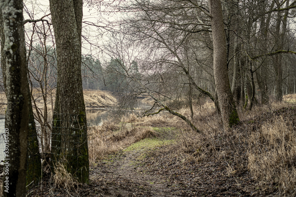 Obraz premium empty winter forest in winter with no snow and no tree leaves. park walkway