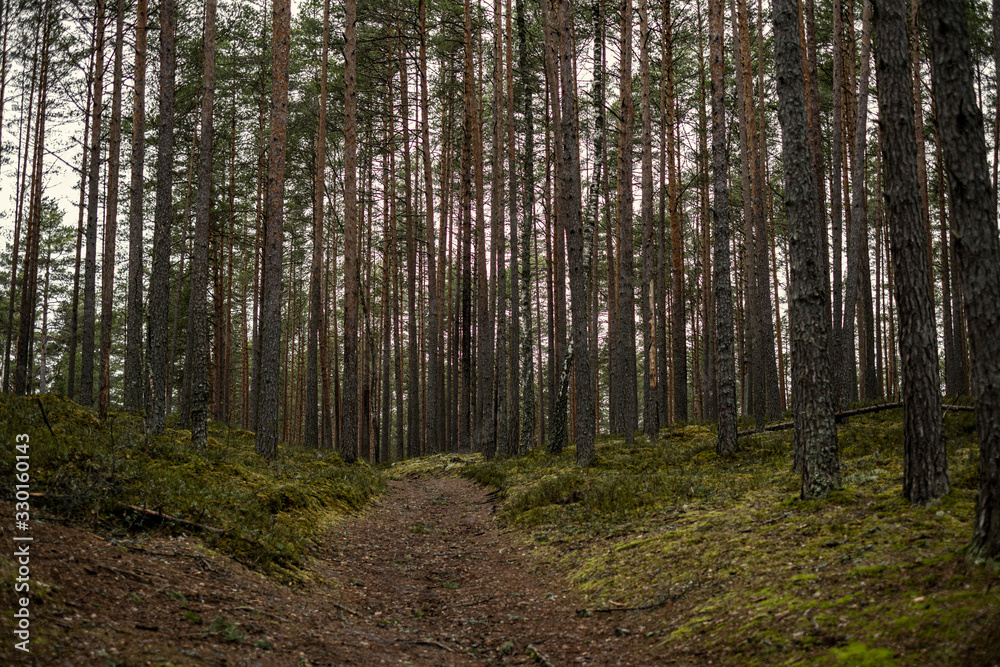empty winter forest in winter with no snow and no tree leaves. park walkway empty winter forest in winter with no snow and no tree leaves. park walkway