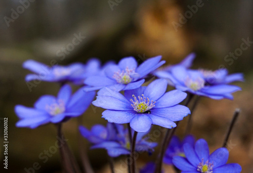 Violet flowers in spring closeup