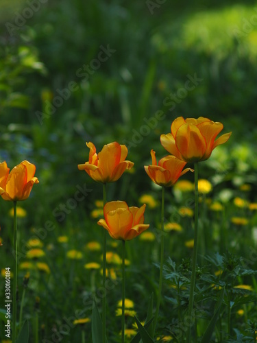 Orange flowers