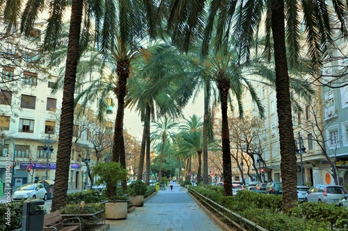 Palm Trees on Spain Valencia street