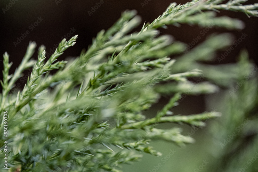 fresh green spruce tree leaves in forest fresh green spruce tree leaves in forest