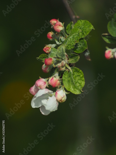 Apple-tree blossom