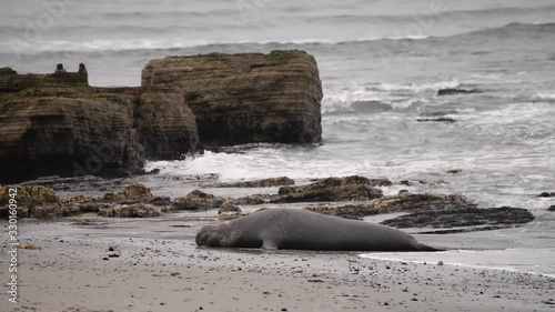 A single bull elephant seal resting in the waves on a Northern California beach