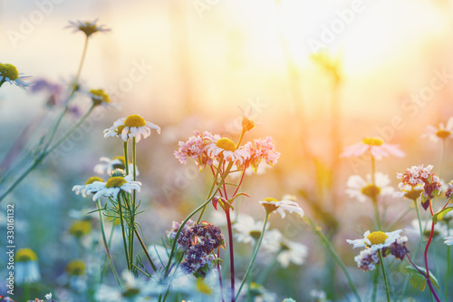 beautiful summer chamomile flowers, sunny morning sunrise meadow