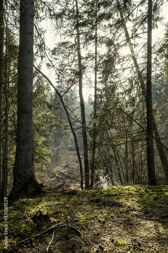 empty winter forest in winter with no snow and no tree leaves. park walkway © Martins Vanags