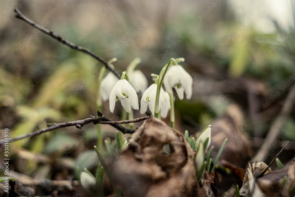 white spring flowers blooming in the field white spring flowers blooming in the field
