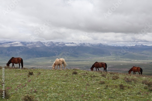 Horses and mountains in Tibetan village in China. Eating grass, free, beautiful landscape. © Agnieszka