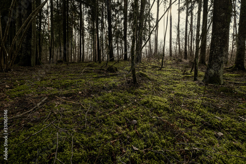 empty winter forest in winter with no snow and no tree leaves. park walkway