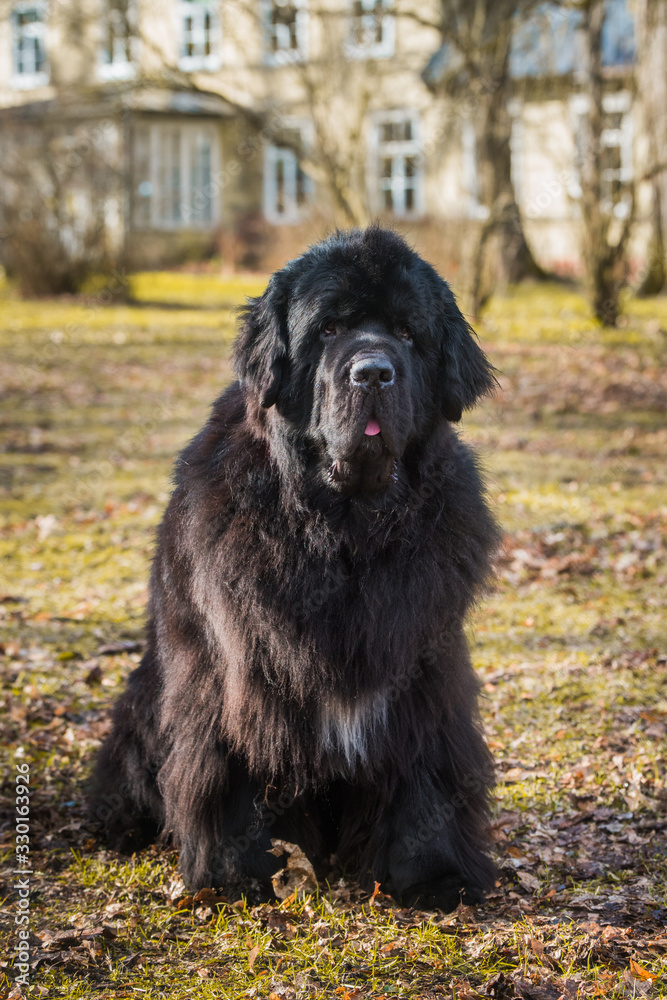 Fototapeta premium Black Newfoundland giant size dog close-up outside