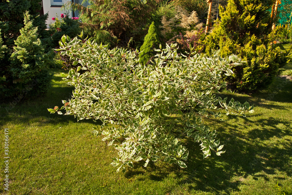 Fototapeta premium Garden in Biala Podlaska. Poland