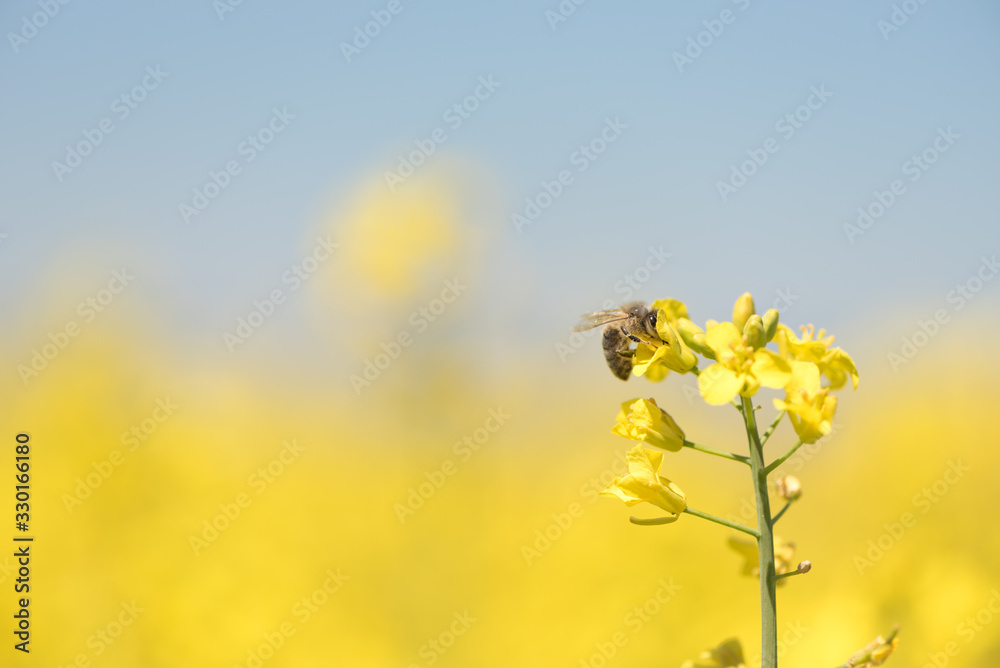 Honneybee collecting nectar on a rape flower
