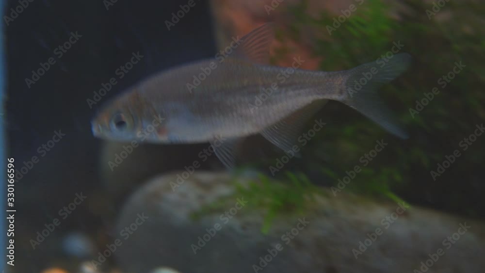 Young bream, carp and minnows swim in the aquarium. Freshwater river fish in an aquarium. Selective focus Young bream, carp and minnows swim in the aquarium. Freshwater river fish in an aquarium. Selective focus