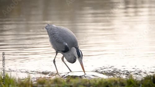 Action wildlife scene grey heron bird catches and swallows fish