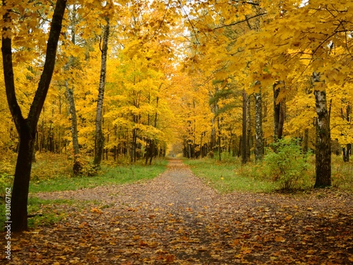 autumn in the park