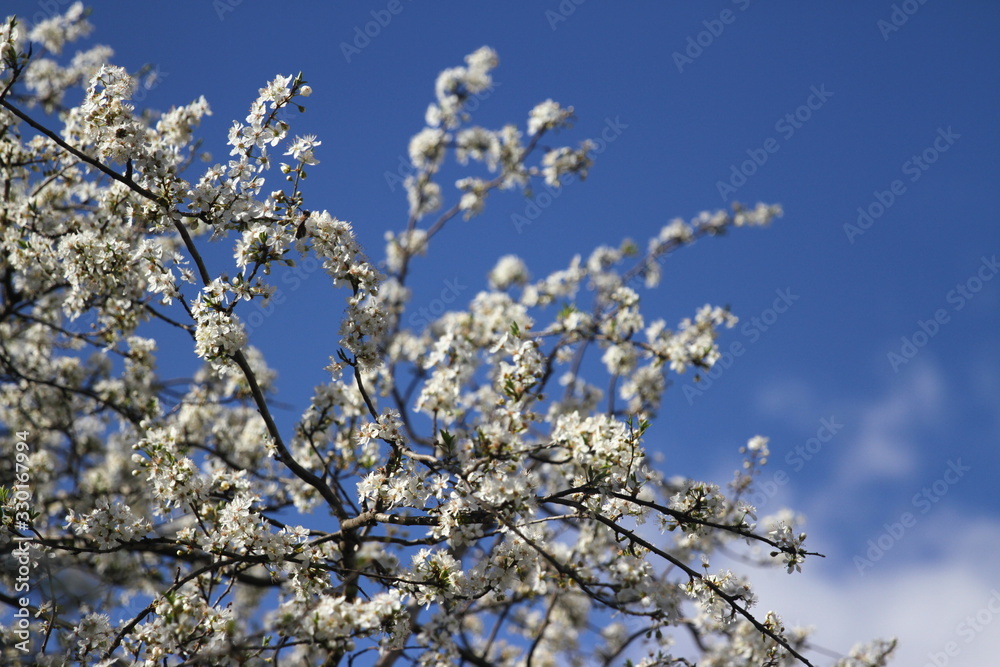 Blooming gardens in spring, blooming spring tree, blooming flowers on trees, spring has come, selective focus, blooming branch on a tree