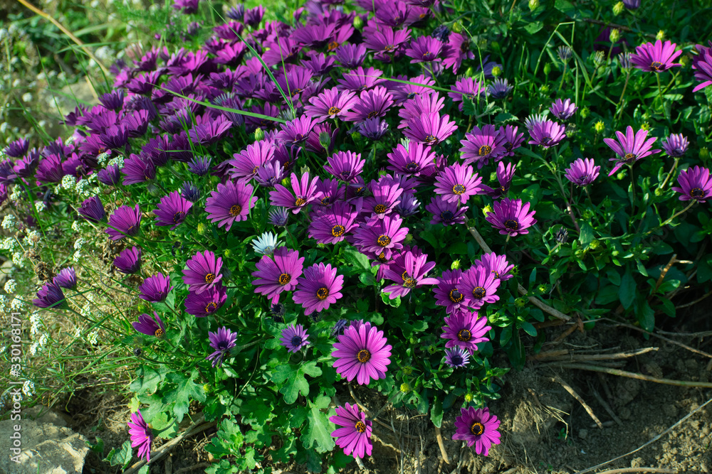 Obraz premium daisies of a very striking color in a part of the way
