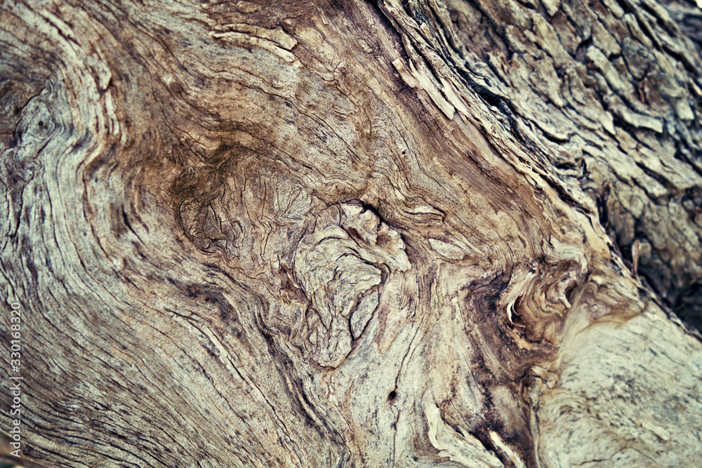 Macro of a bark of olive trees in black and white creates an abstract effect of texture