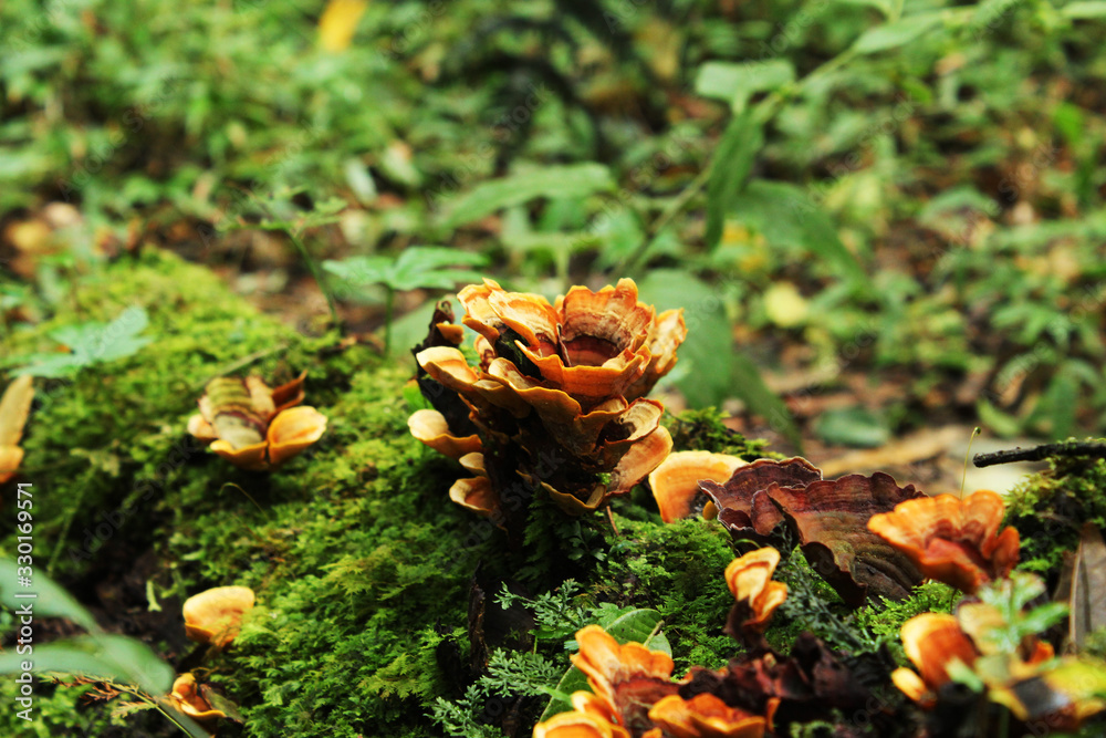 View of wild yellow flower in green background