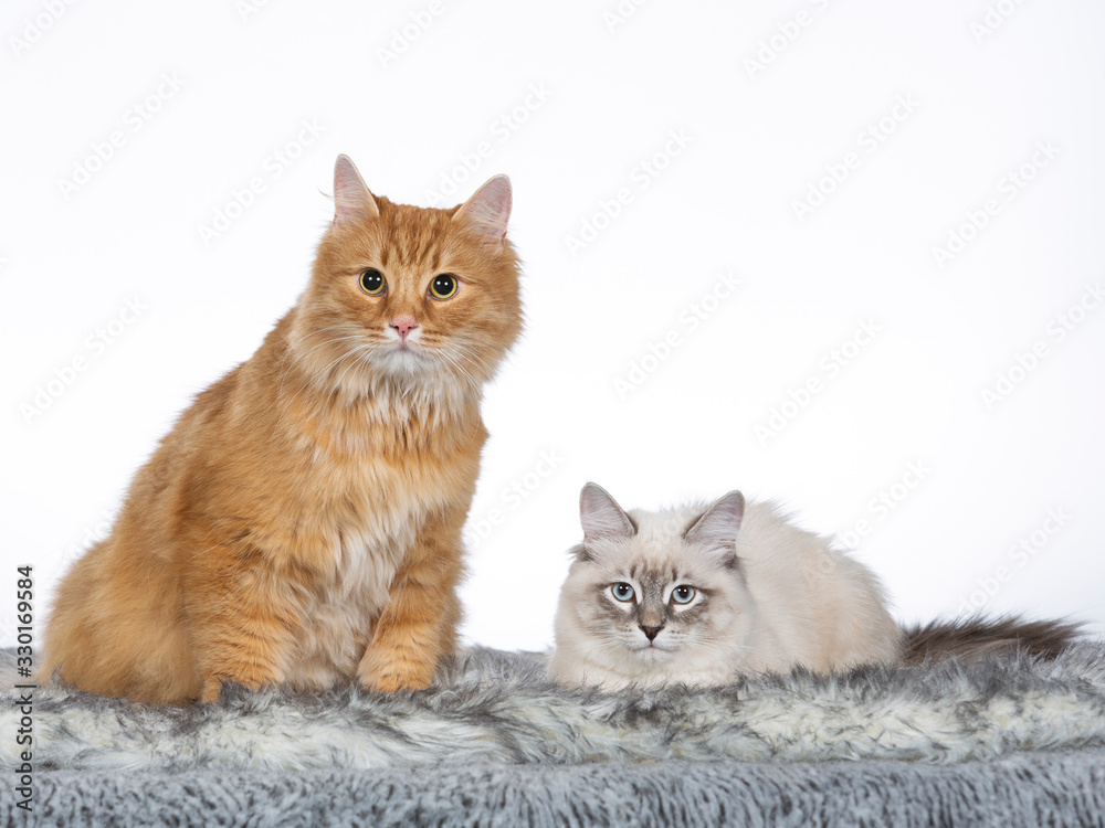 Two Neva Masquerade cats in studio with white background.