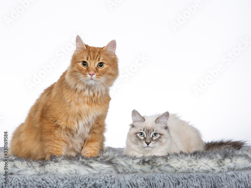 Two Neva Masquerade cats in studio with white background.