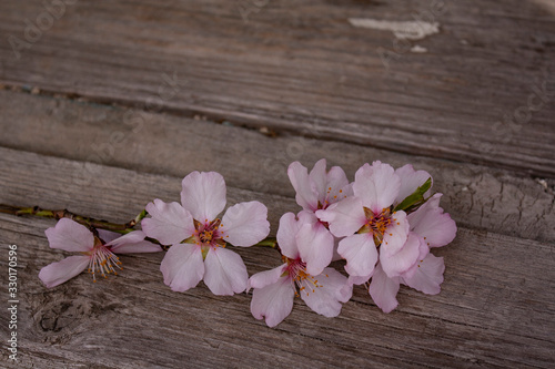 Apricot flowers close-up on wooden boards. pink and white flowers close-up