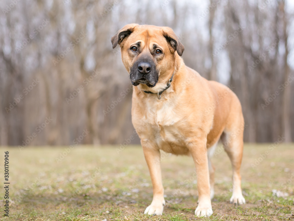 A large brown Shepherd mixed breed dog standing outdoors A large brown Shepherd mixed breed dog standing outdoors