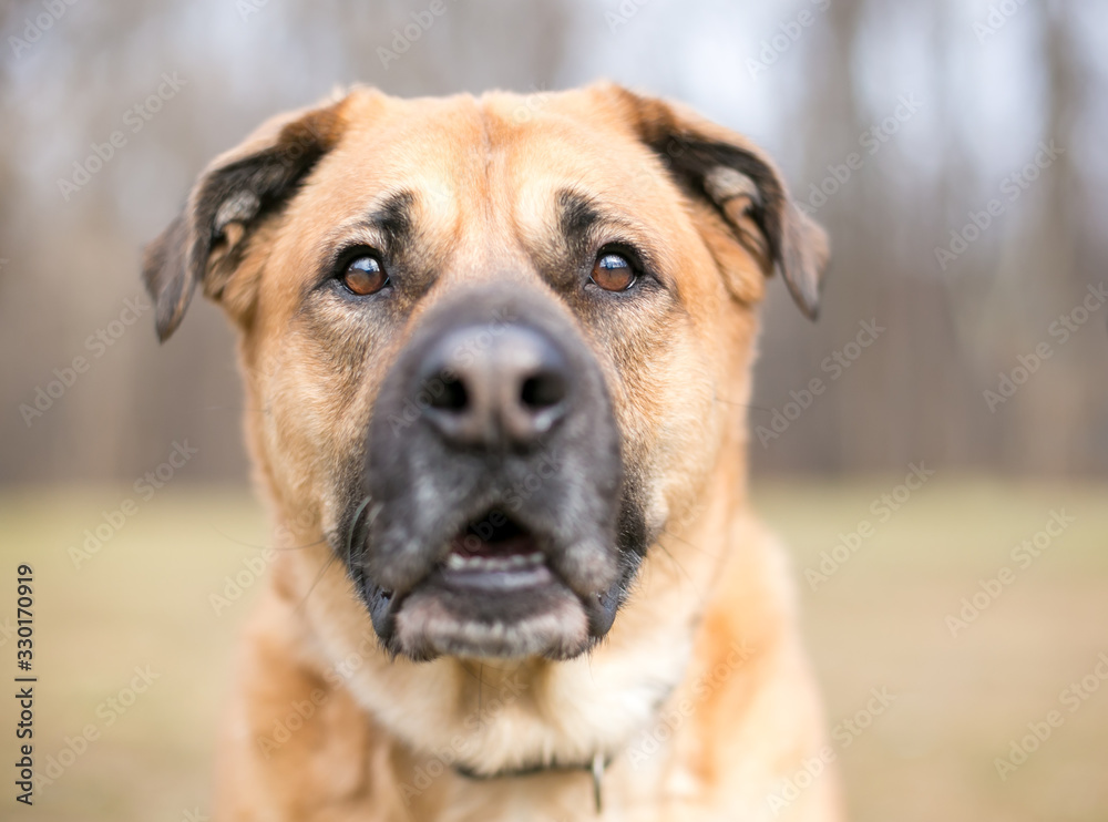 Close up of a large brown Shepherd mixed breed dog with selective focus on the eyes