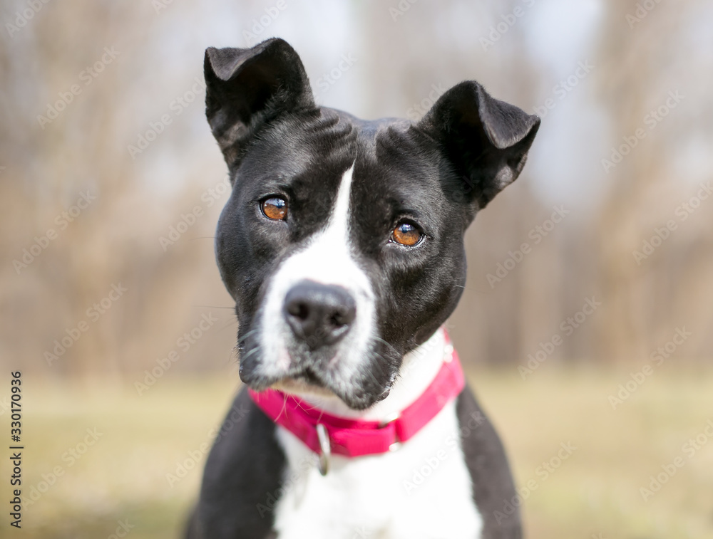 A black and white Pit Bull Terrier mixed breed dog wearing a red collar and listening with a head tilt A black and white Pit Bull Terrier mixed breed dog wearing a red collar and listening with a head tilt