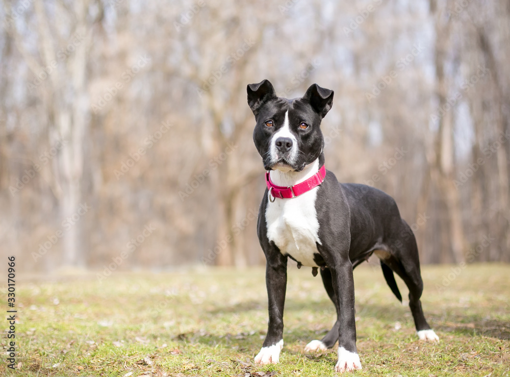 A black and white Pit Bull Terrier mixed breed dog wearing a red collar, standing outdoors