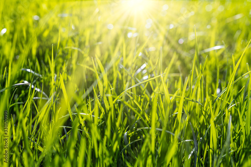 Springtime green grass background in soft focus.