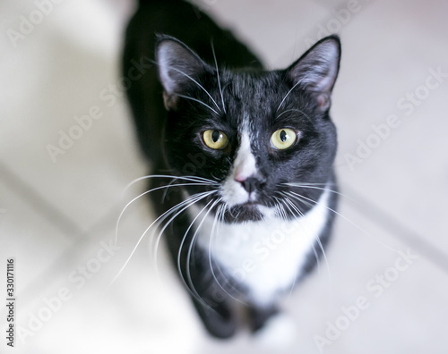 A black and white Tuxedo domestic shorthair cat with long whiskers looking up at the camera