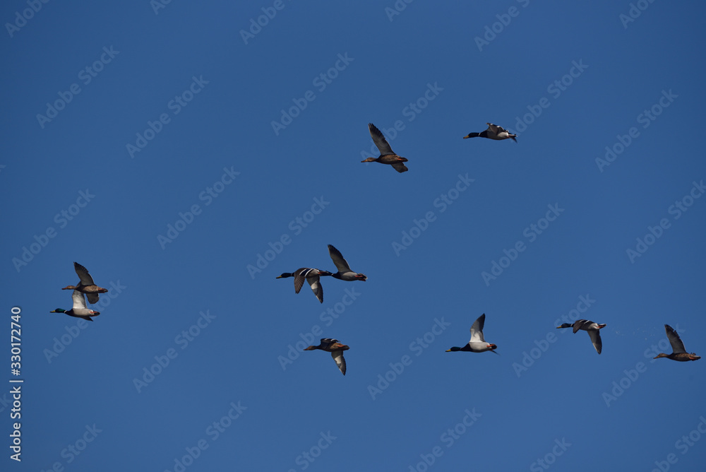 a flock of mallard ducks