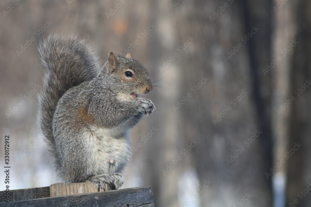 Funny Eastern Gray Squirrel (Sciurus carolinensis) sitting on a fence eating an acorn with mouth open Funny Eastern Gray Squirrel (Sciurus carolinensis) sitting on a fence eating an acorn with mouth open