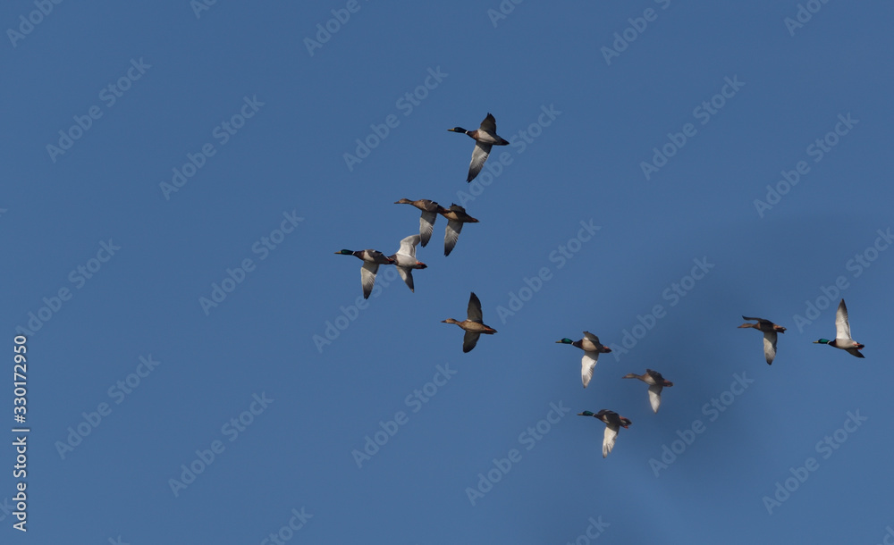 a flock of mallard ducks