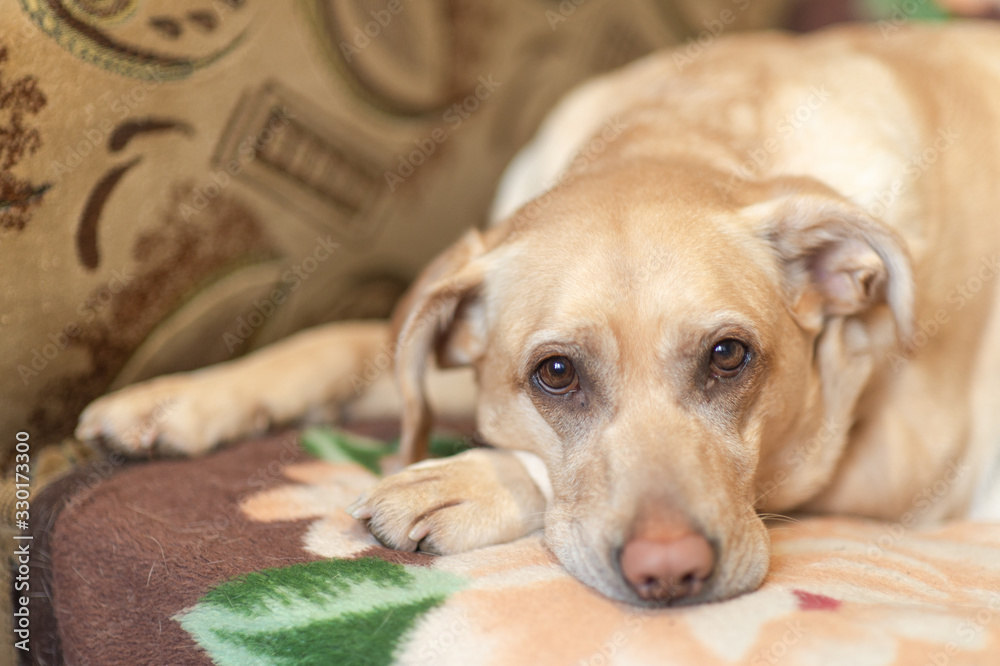 Labrador retriever on sofa bed Labrador retriever on sofa bed