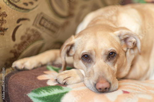 Labrador retriever on sofa bed