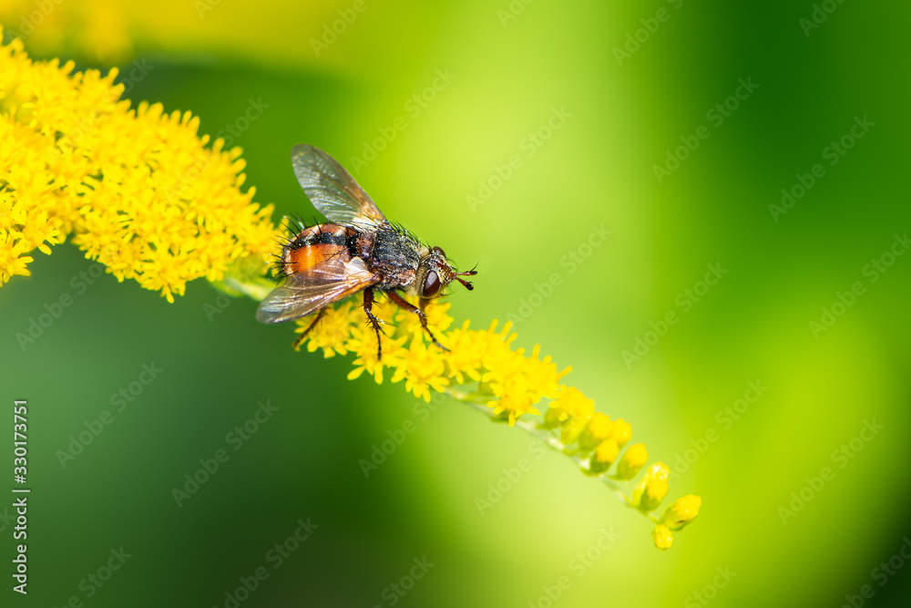 Bee pollinating on a flower blossom Bee pollinating on a flower blossom