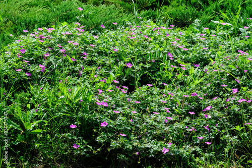 Many delicate light blue flowers of Geranium pratense wild plant  commonly known as  meadow crane s-bill or meadow geranium  in a garden in a sunny summer day  beautiful outdoor floral background